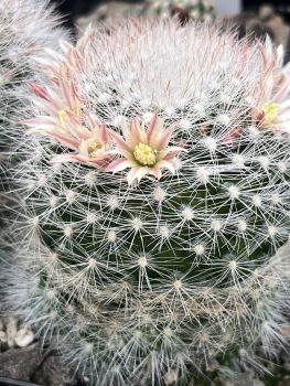 Mammillaria schwarzii